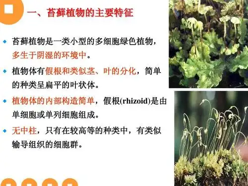 八苔藓植物chapter7 bryophytappt