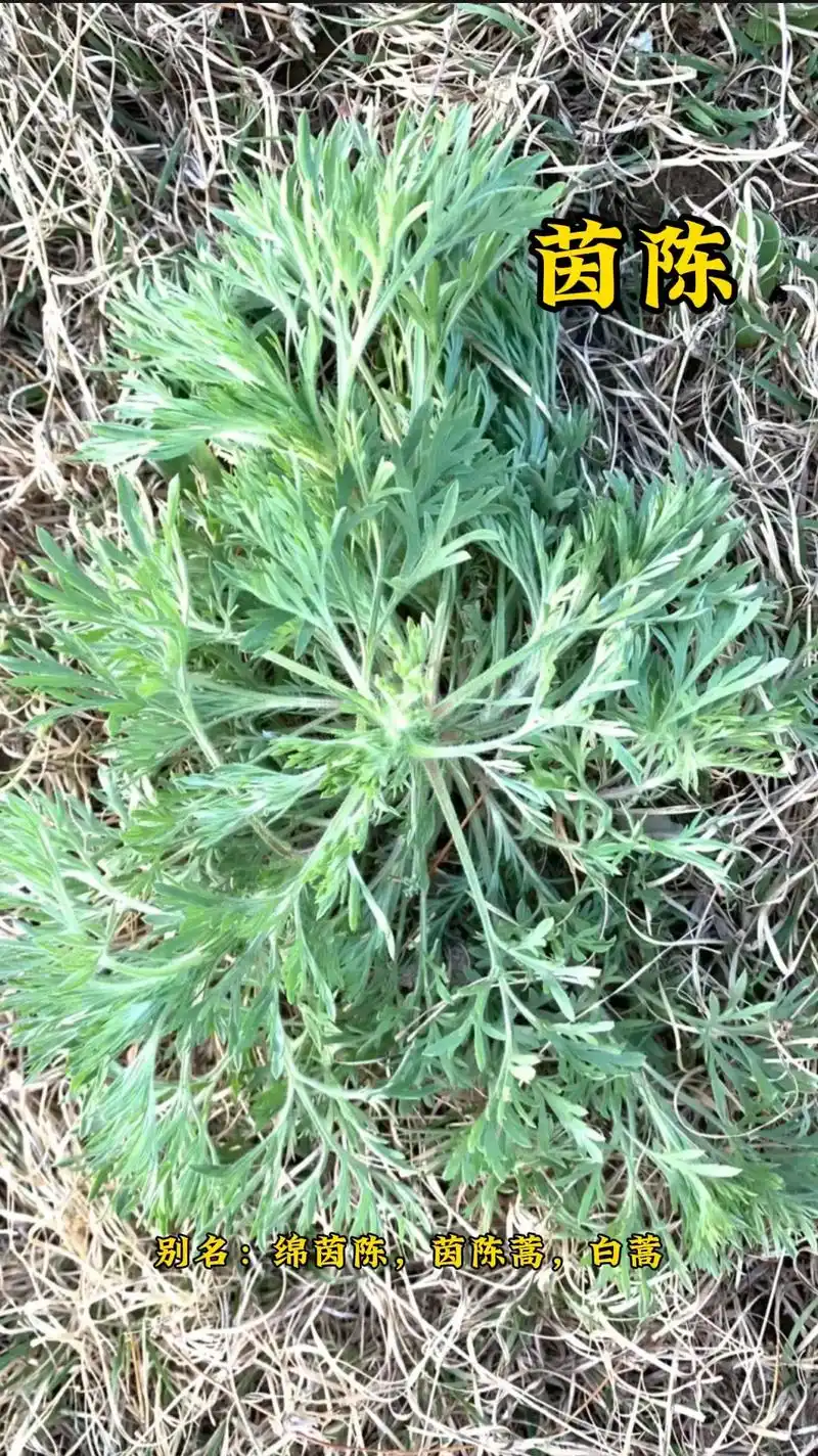 茵陈.你肯定吃过,但是你知道它是干嘛的吗? #识百草 #中草 - 抖音