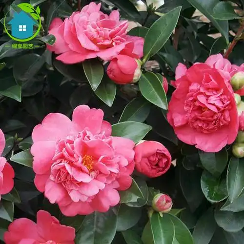 四季山茶花盆栽四季开花浓香型重瓣植物室内外耐热好养花卉绿植