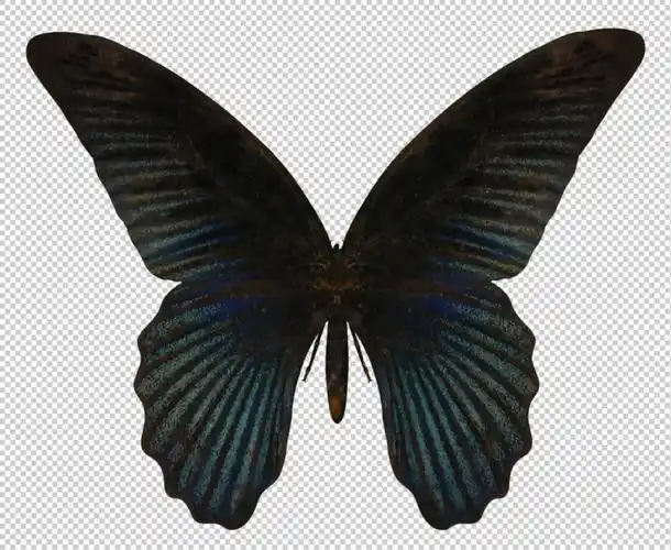 深色的蝴蝶免抠png透明图层素材