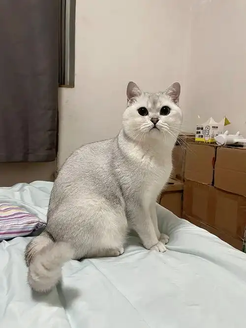 银渐层  一岁半银渐层弟弟和大家见面啦目前9.8斤这体重还可以吗?