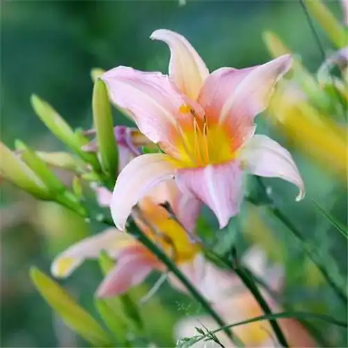 百合花头像图片