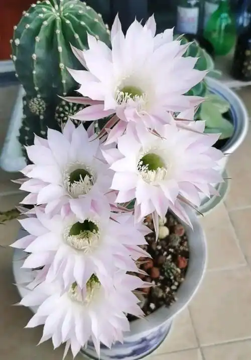 8年的仙人球第一次开花,一起欣赏盛世美颜,忍不住跟踪开花过程