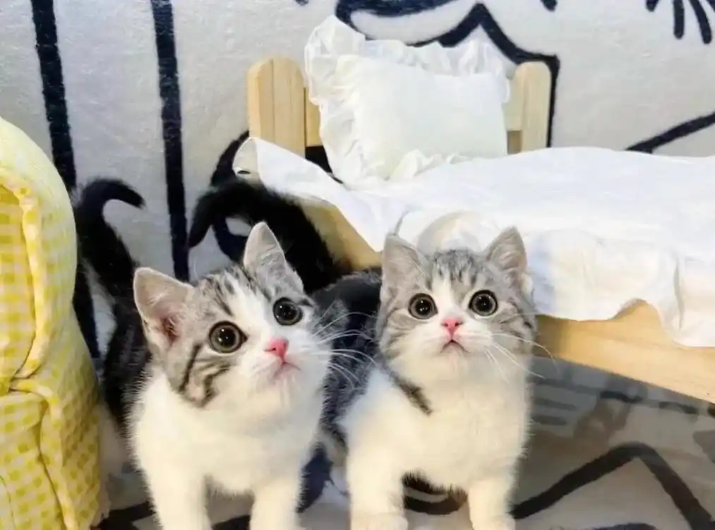 美短起司幼猫领养找新家啦纯种繁殖的美短起司 - 抖音