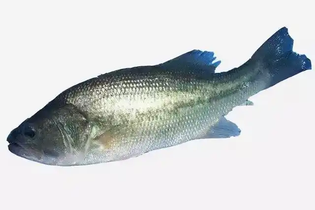 一些常见的食用鱼图谱大全