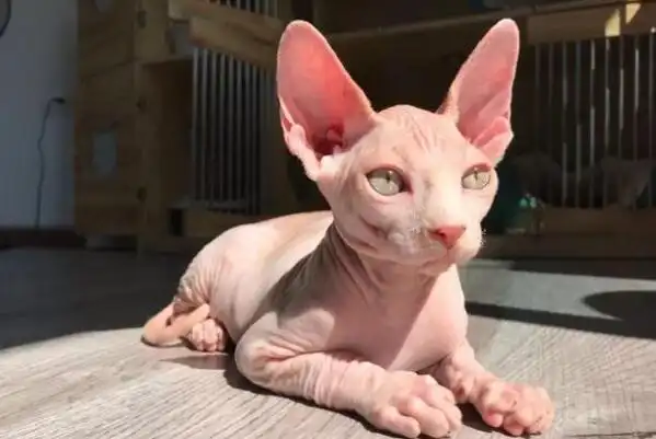 世界最名贵的十大宠物猫,布偶猫排第六,第一全球每年产量仅有100只(2)