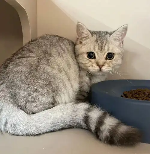 朋友猫舍的猫迷.矮脚虎斑纹银渐层 三个月 疫苗一针