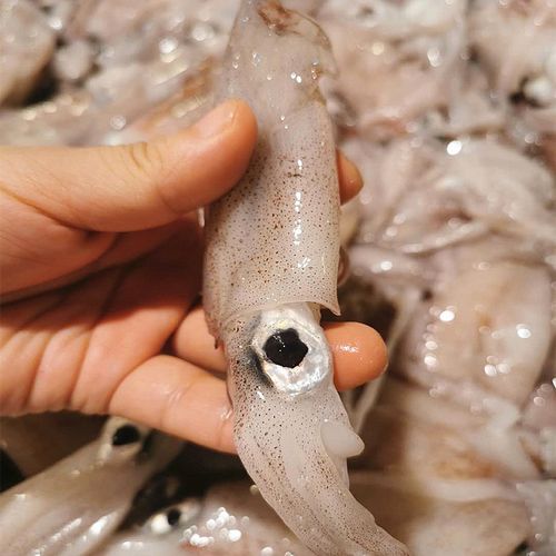 舟山冷冻野生小鱿鱼句公 海兔子笔管鱼小管 本地水产红皮鱿鱼500g