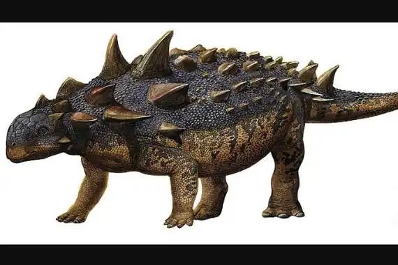 体型最大甲龙包头龙长达6米带有强杀伤力的骨锤