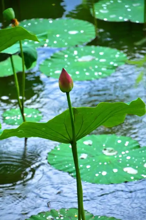其它 雨中荷花 写美篇荷叶边缘形状,显得那么优美圆润和谐,因而想到了