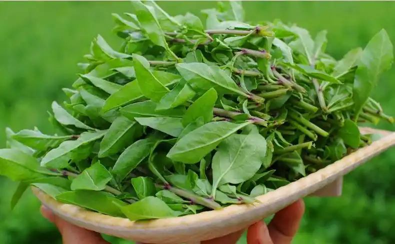 新鲜枸杞嫩芽枸杞头菜枸杞叶新鲜蔬菜3斤