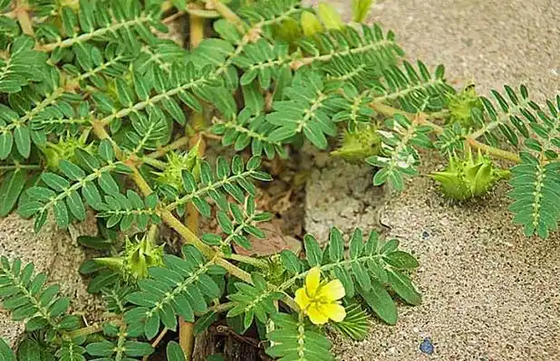 蒺藜的功效与作用_花草百科网