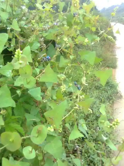 这是一种叶子很酸的藤,有刺,果实既小又酸,请问学名叫什么?