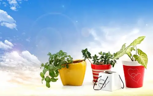 盆栽,绿叶,薄荷,植物,多肉盆栽壁纸图片