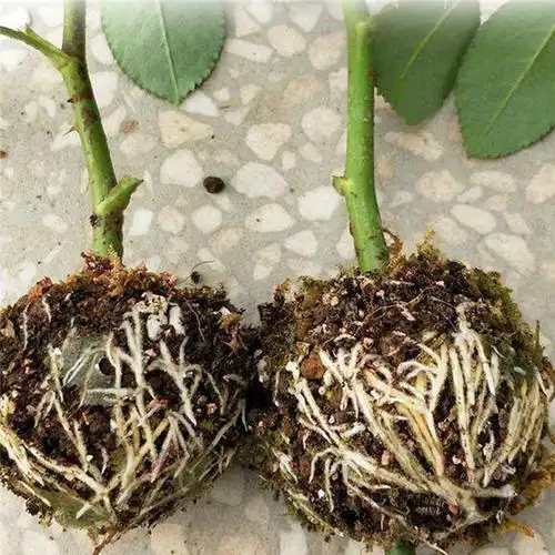 植物高压品种嫁接生根生长箱农业园艺种植用品生根球