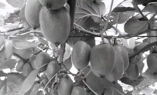 又软又酸猕猴桃的味道变了全因染上了这种病你却不知道