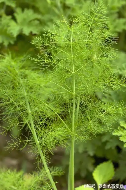 全球与中国氧化铝纳米颗粒市场运行态势及发展潜力评估报告2024