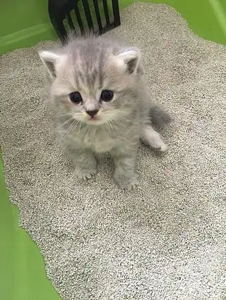 自家虎斑蓝白弟弟找粑粑麻麻