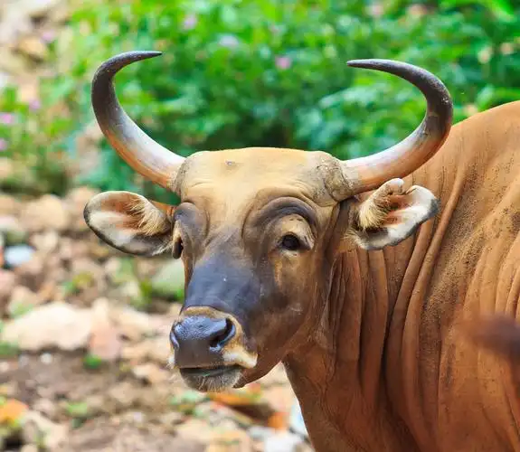 雨林中的雄牛,红色公牛