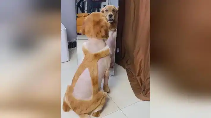 主人给金毛剃成背带裤造型,金毛一脸忧伤的看着镜子