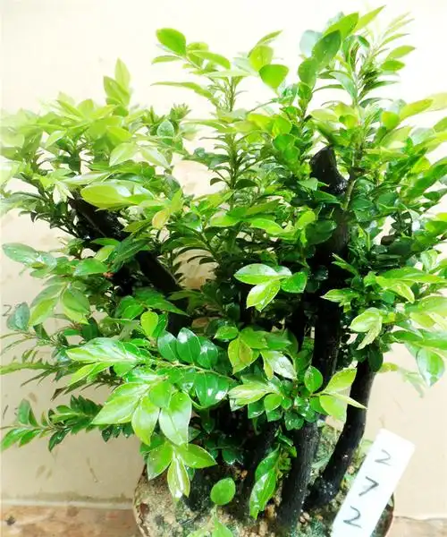 名贵小叶紫檀盆景植物室内紫檀树树桩盆栽