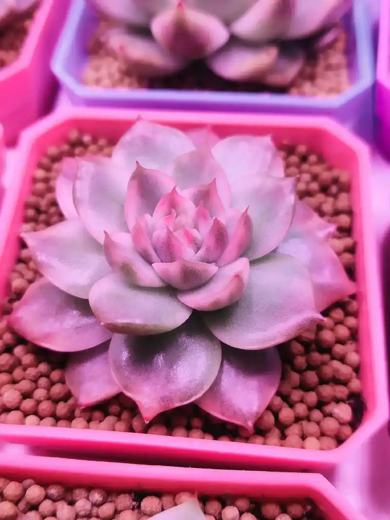 粉水晶多肉锦#多肉植物 #多肉 #花卉绿植 #我的花花草草� - 抖音