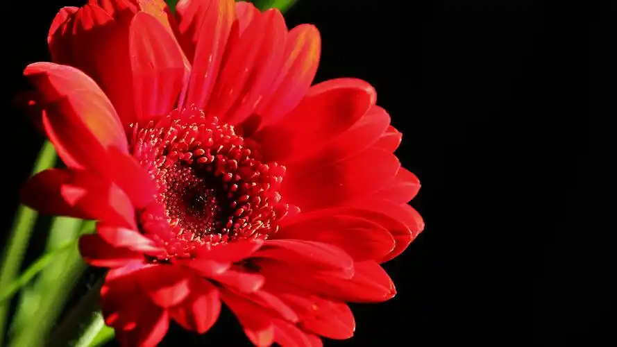 红色非洲菊黑色背景4k