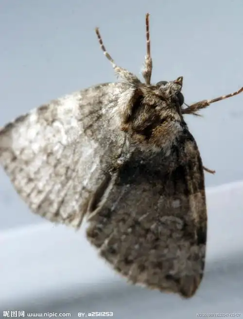 过去把鸡翅膀和鸡腿切割下来运输到中国市场,其他身体部位还原成饲料.