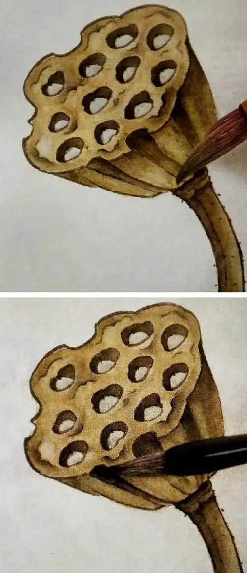 「工笔画学习」枯莲蓬的工笔画法