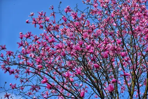 绽放在空中的红雪莲