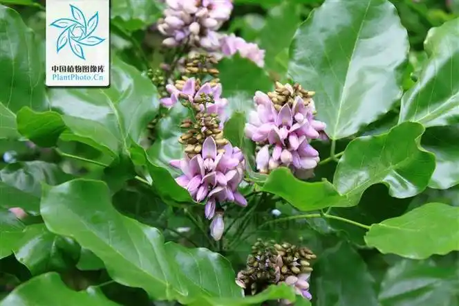 skeels),芸香科黄皮属乔木植物,小叶呈卵形或卵状椭圆形,两侧不对称