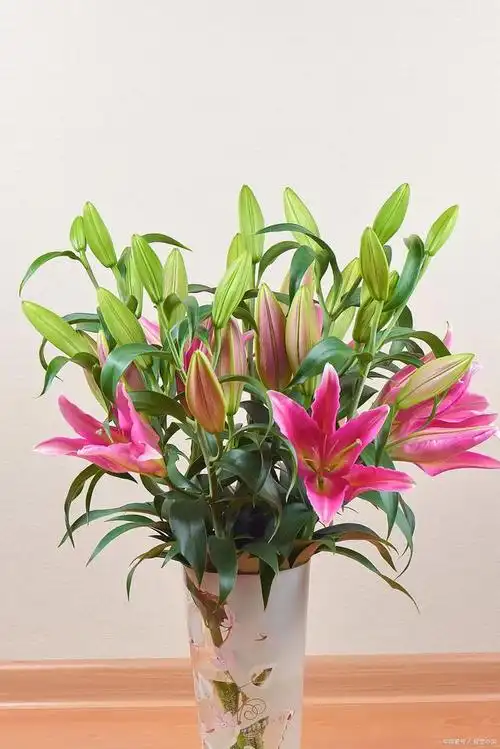百合是很多人喜欢种植的花卉品种,不仅因为它象征着百年好合,大爱之意