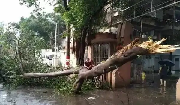 突发| 福州刮起11级雷雨大风,强过"尼伯特",更可怕的是刮倒的树下爬出