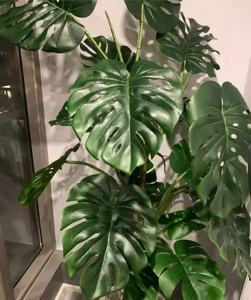 绿植墙价格40款超治愈的家居绿植