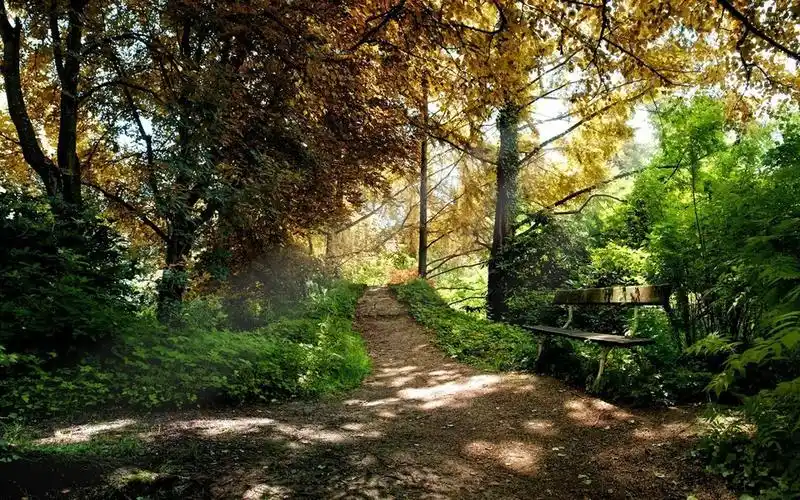 树林图片壁纸-高清树林图片大全 第2页-高清背景图-zol桌面壁纸