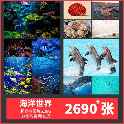 海底世界深海水底海洋生物鱼珊瑚海龟高清摄影实拍照片jpg图片