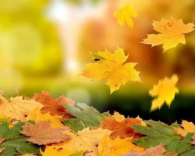 枫叶在秋天落下 壁纸