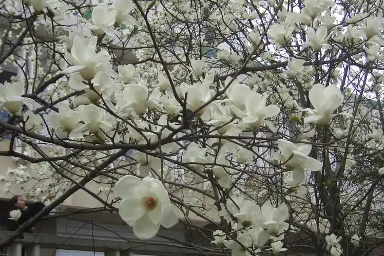 广玉兰花开——女儿摄于学校的图书馆旁