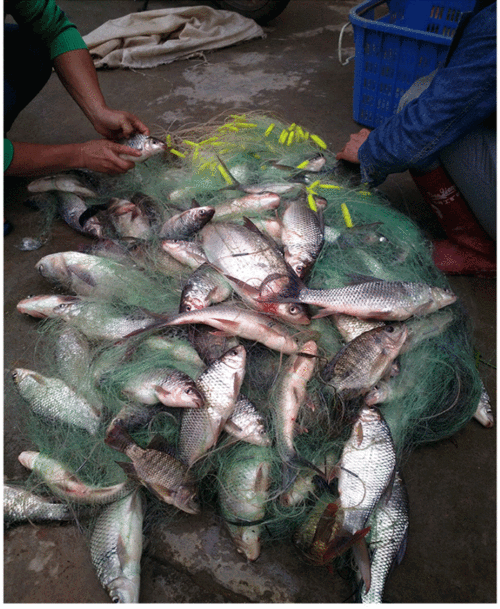 爱渔人渔网粘网三层鱼网粘网丝网捕鱼抓鱼网挂网加粗丝鲫鱼水库海