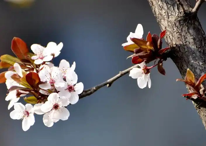 街道两旁的红叶李