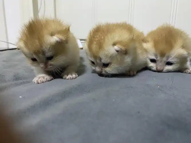 12色金渐层宝宝自己家生的坐标上海浦东哦