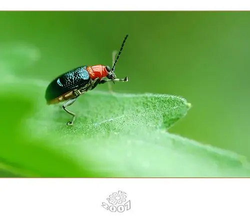 请问这是什么虫子 翅膀绿色 捏死还有黄色的液体 咬人吗