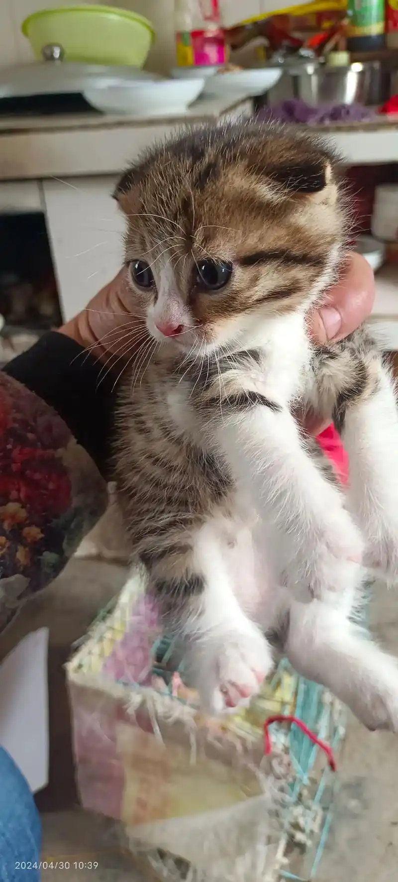 嘟凯利折耳猫纯种,150元一只, - 抖音