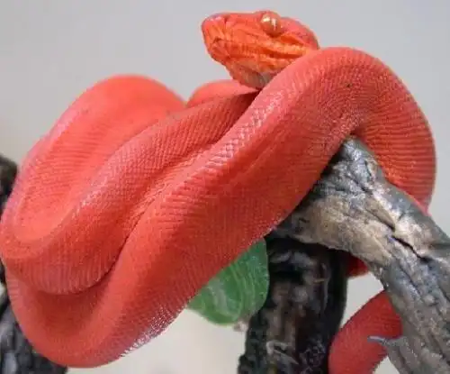 通体红色的蛇是什么蛇?