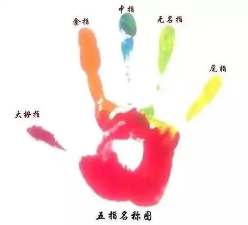 二,认识小手五个手指的名称及特点