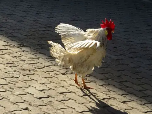 燕庆街人行道上有一只脏兮兮的白色大公鸡