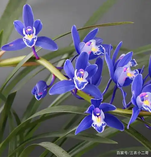 兰花中的"花劳模",从年头开到年尾,现在入手最好,不养就亏了