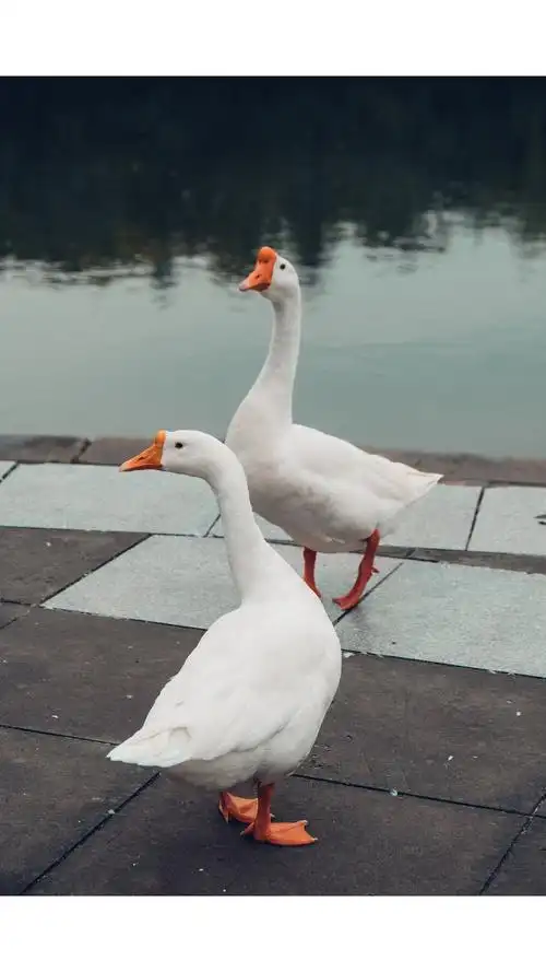 大白鹅啊