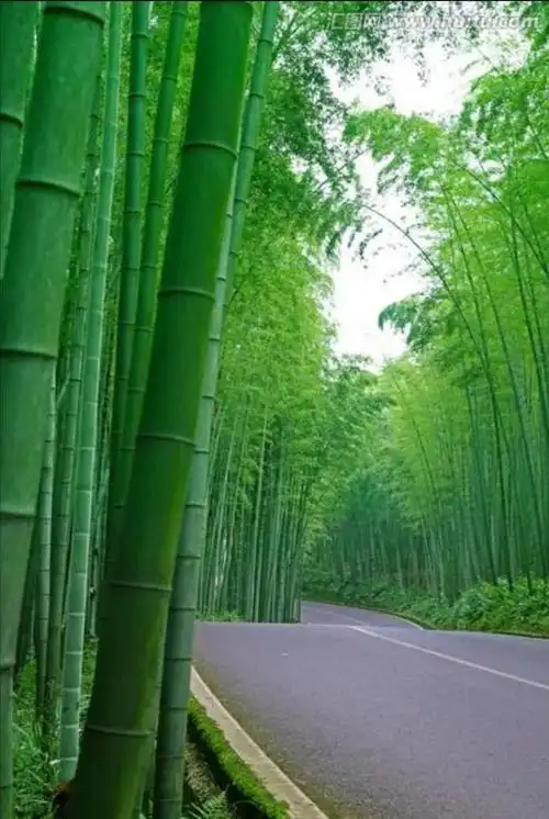 美女都喜欢竹子,喜欢竹海 请欣赏最美的竹林图片