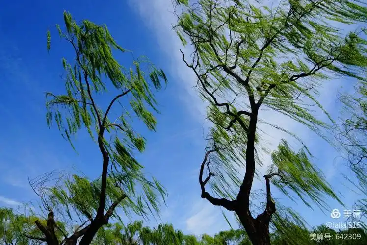 春风吹绿柳,皇园鸳鸯游 - 美篇